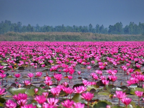 Red Sea Udon Thani